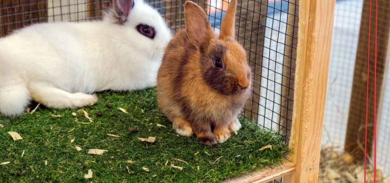 Mami, tati, já chci zvířátko! Rady a tipy pro začínající chovatele